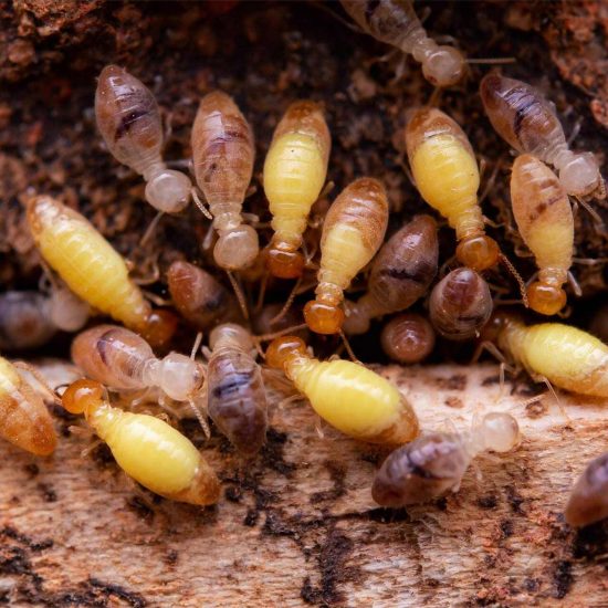 termites-eat-wooden-planks-damage-of-a-wooden-hou-2025-01-08-04-05-20-MTUX8JZ.jpg